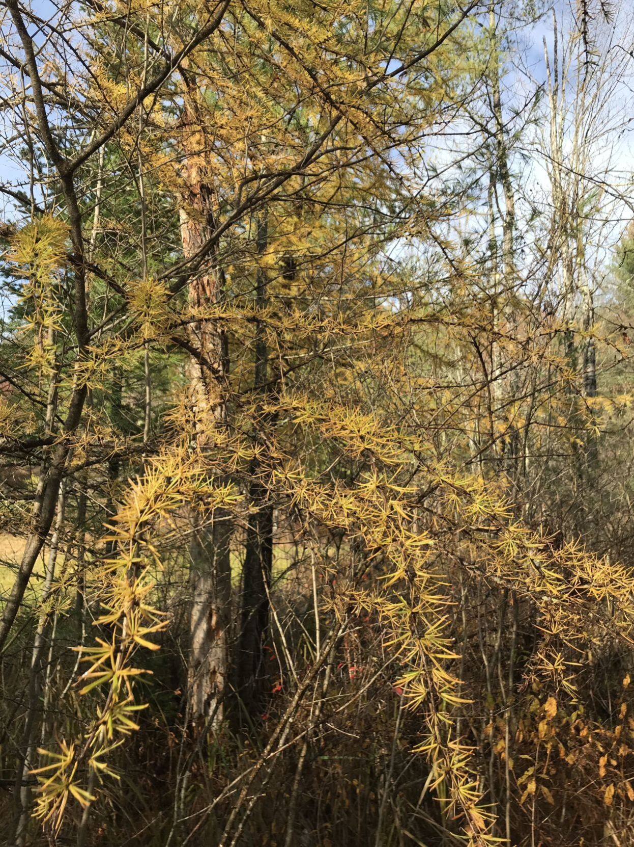 Tamarack